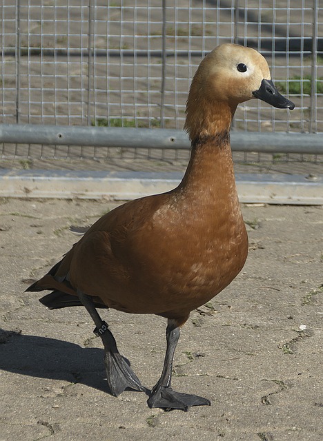 年薪